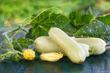 Fresh zucchini, green vegetables from local farm. Pile of Freshly harvested courgette with leaves and flowers.