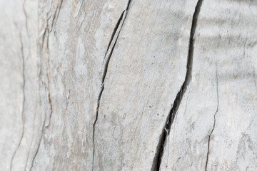 Texture image of a fragment of old dry wood