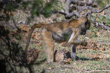 chacma baboons