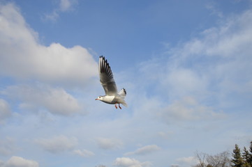 Seagull in flight in blue sky
