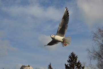 Seagull in flight with opened wings