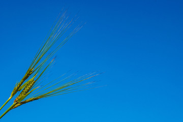 three green ears of rye close-up on a background of blue sky