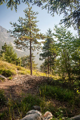 Fototapeta na wymiar Landscape with pines in Italian Alps in summer day