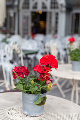 Red pelargonium. Cafe terrace in European city at summer day
