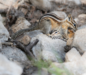 Naklejka premium Little Chippy