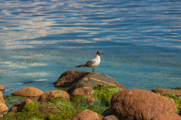 young seagull on the rocks of baltic sea