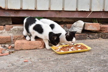 Gatos de rua comendo ração na calçada