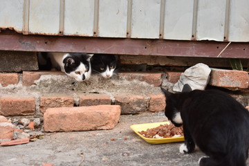 Gatos de rua comendo ração em uma calçada