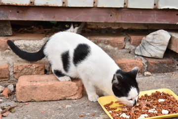 Gato branco e preto abandonado comendo ração na rua