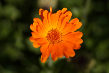 one blooming orange flower marigold in the garden, top view, green blurred background