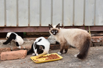 Gatos de rua abandonados comendo ração em uma calçada de São Paulo, Brasil