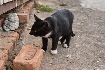 Gato de rua preto com patas branca
