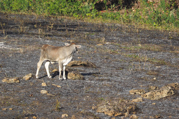 Cows graze on scorched grass.