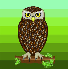 Owl