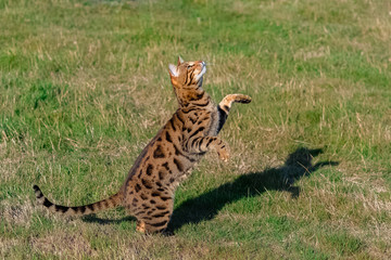 Obraz na płótnie Canvas Bengal cat jumping in the garden, beautiful pet trying to catch something