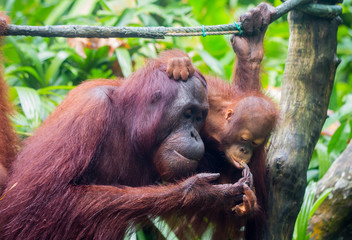 Amusing and cute baby orangutan begging something tasty eat for its mother and sucking its finger. Borneo