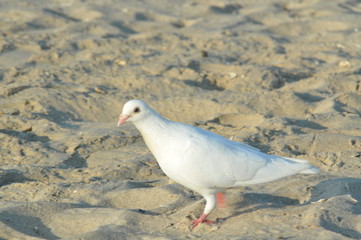 seagull on the beach