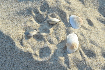 shell on the beach
