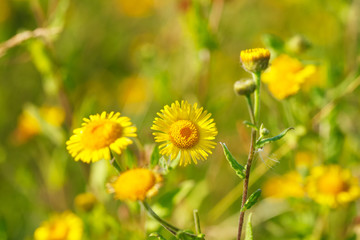 Blooming yellow flowers in meadow in summertime. Beautiful nature - wild yellow flowers in the grass.