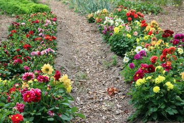 flores cultivadas en un huerto con un camino entre ellas