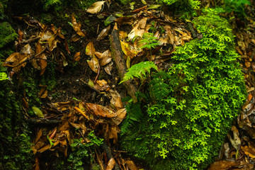 Madeira Island Levada Walk  irrigation channel aqueduct specific to the Portuguese Atlantic region