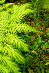 Madeira Island Levada Walk  irrigation channel aqueduct specific to the Portuguese Atlantic region