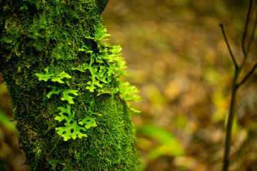 Madeira Island Levada Walk  irrigation channel aqueduct specific to the Portuguese Atlantic region