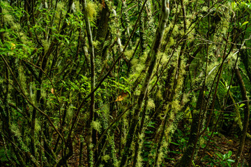 Fototapeta premium Madeira Island Levada Walk irrigation&nbsp;channel aqueduct specific to the Portuguese Atlantic region