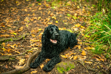 Madeira Island Levada Walk  irrigation channel aqueduct specific to the Portuguese Atlantic region