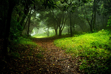 Madeira Island Levada Walk  irrigation channel aqueduct specific to the Portuguese Atlantic region