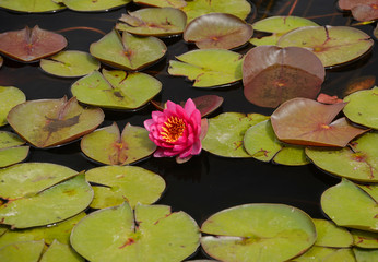 water lilies (Nymphea) on the pond