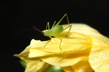 grasshopper on a beautiful flower