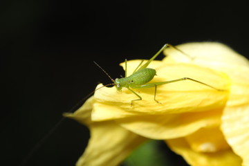 grasshopper on a yellow flower