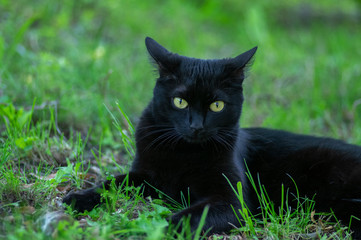 Proud black cat hunter, dead mouse in the grass, happy dark beast