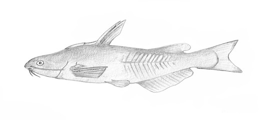 Brazhnikov's catfish. Hand drawn black pencil realistic illustration.