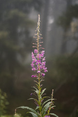 Blume im Nebel