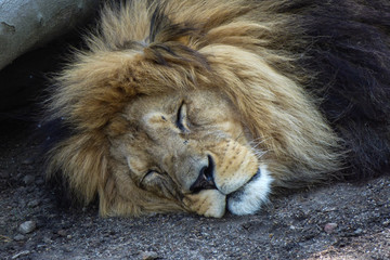 Naklejka premium Löwe