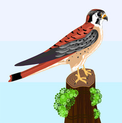 Kestrel