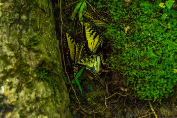 Obraz na płótnie Canvas Eastern Tiger Swallowtail Butterflies