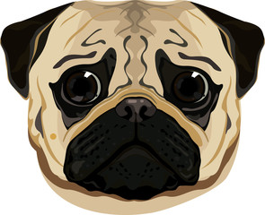 Pug face