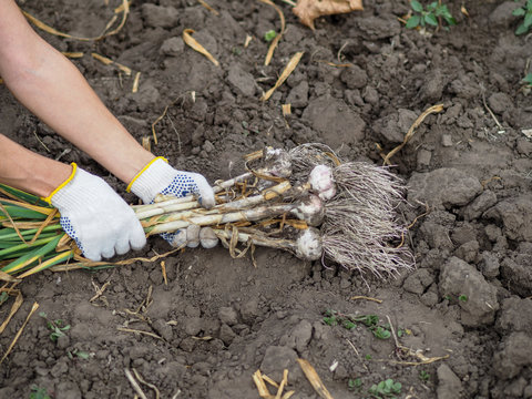Organic vegetables. Fresh organic garlic is dug from an environmentally friendly shovel in the hands of a farmer. Garlic harvest, summer harvest