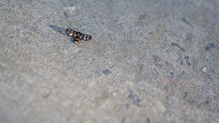 Top view of an insect sitting on the concrete floor.