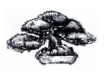 Coniferous bonsai in a large bowl. Ink drawing.