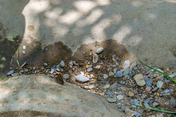 Viola's Wood-Satyr Butterfly