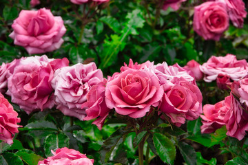 pink rose flowers in the garden