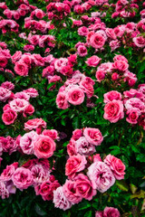 Fototapeta premium pink rose flowers in the garden