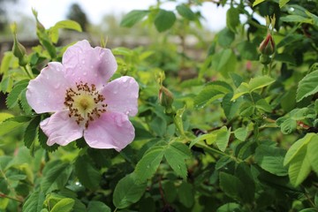 flower in the garden