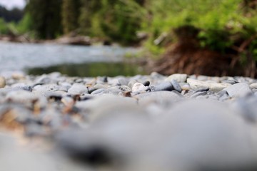 stream in the forest
