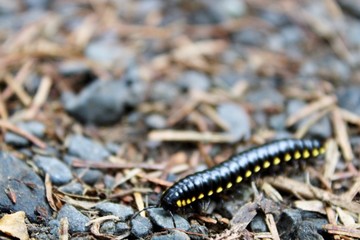 caterpillar on a leaf