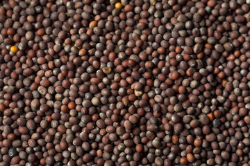 Raw Organic Brown Mustards Seeds